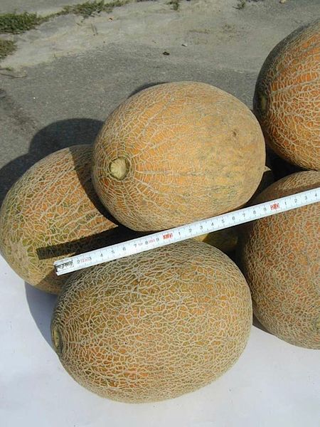 Дыня Ананас 0,5 гр 7712 фото