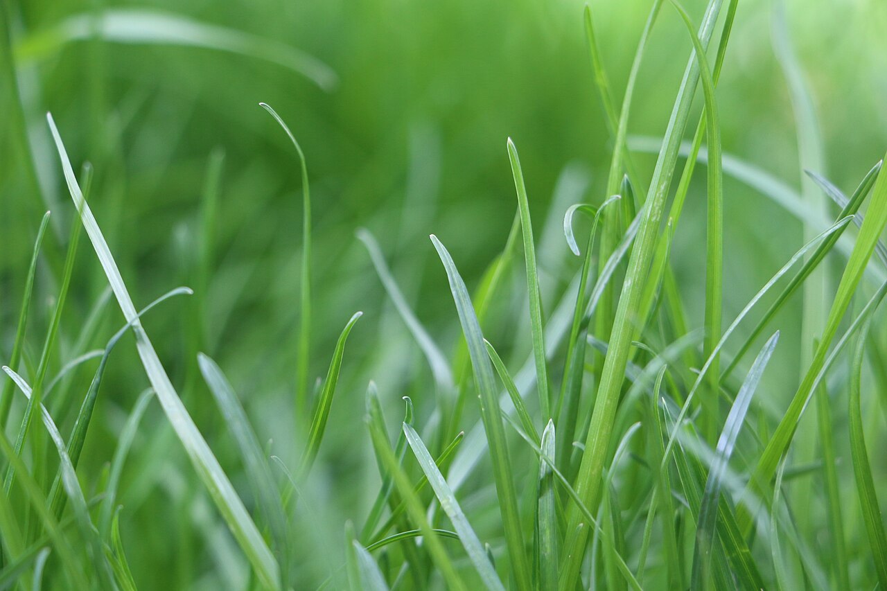 Тонконіг лучний (Poa pratensis) на газоні — зелене листя зблизька